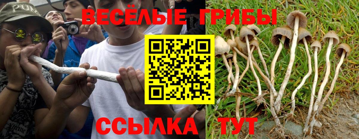 Псилоцибиновые грибы GOLDEN TEACHER Ленинск-Кузнецкий